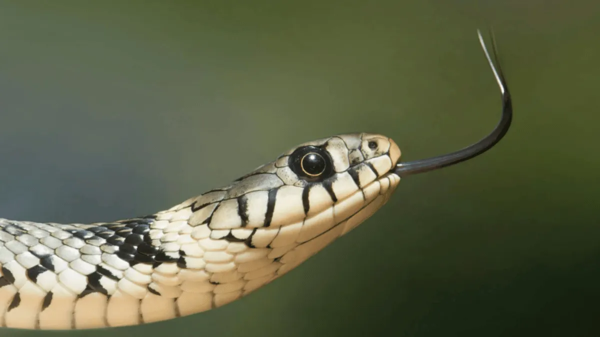 cobra-slithers-into-sleeping-man-boxers-petrified-internet-has-questions-viral-video